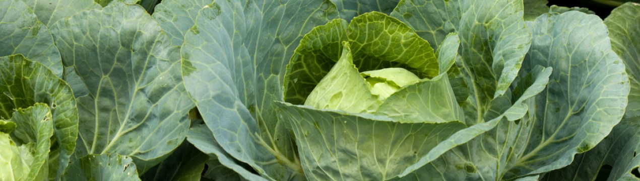 Топ-5 сортів пізньої капусти для посадки в наступному році