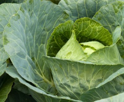 Топ-5 сортів пізньої капусти для посадки в наступному році