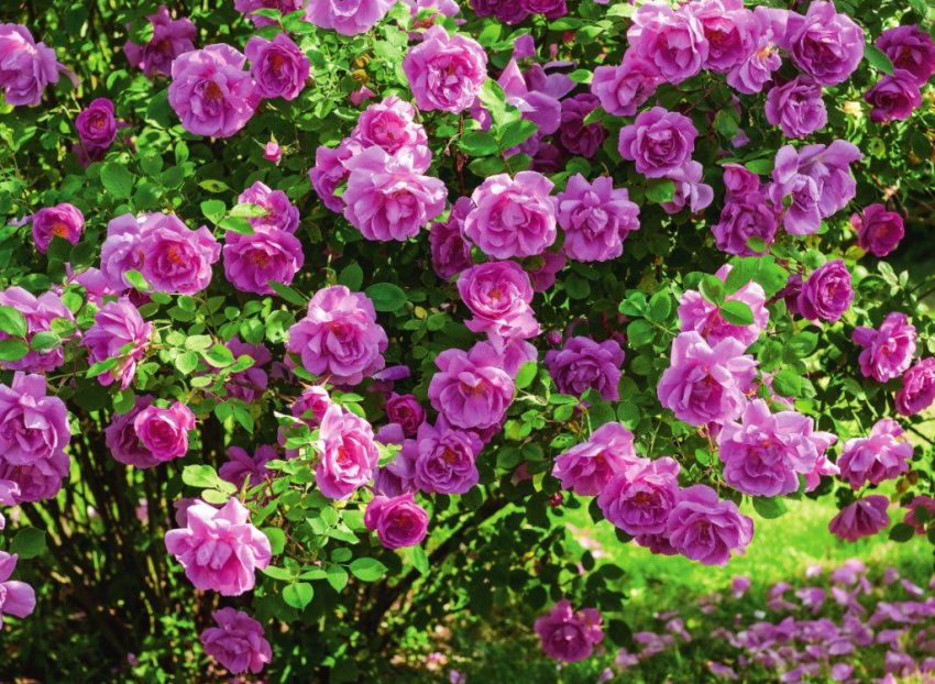 Ароматні троянди Ароматні троянди