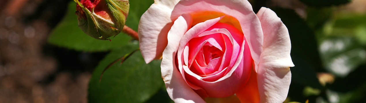 Троянда з неймовірним ароматом: 8 найпахучіших сортів