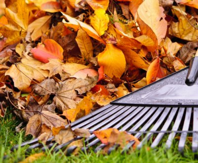 15 найважливіших осінніх робіт в саду та городі