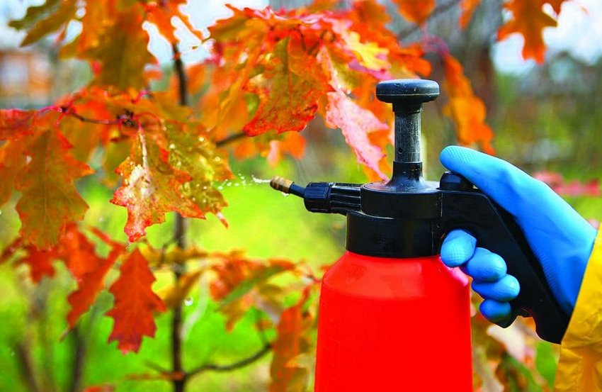 Осіннє оброблення від хвороб і шкідників