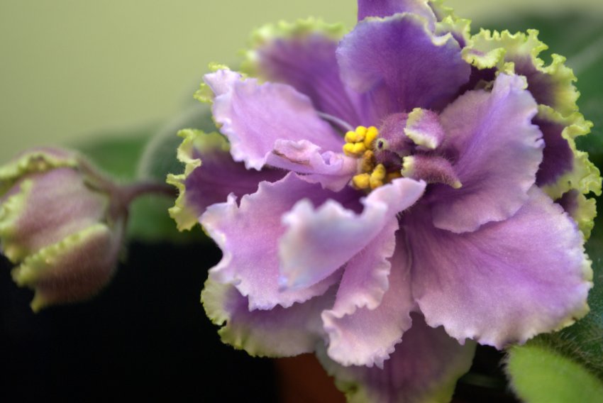 «Луїзіана» «Луїзіана»