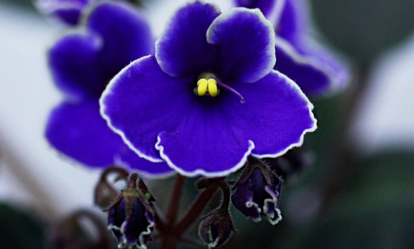 «Гаваї» «Гаваї»