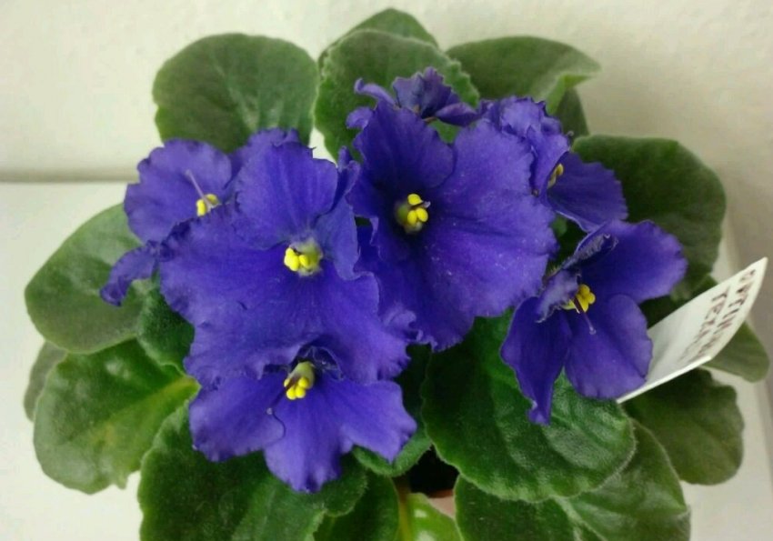 «Техас» «Техас»