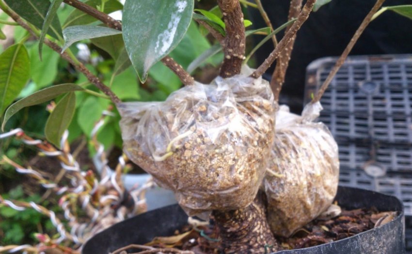 Розмноження фікуса повітряними відведеннями