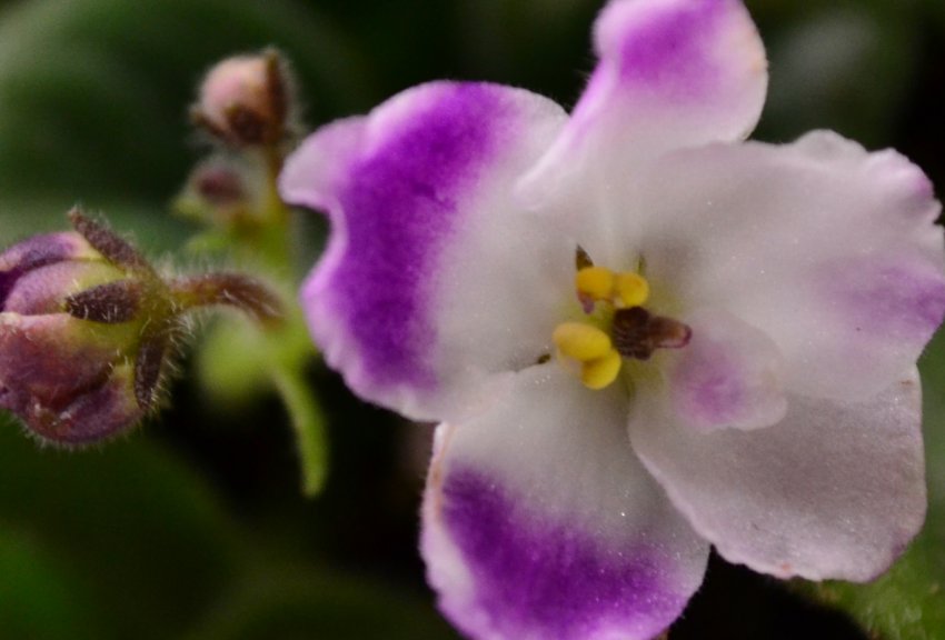 «Барбадос» «Барбадос»