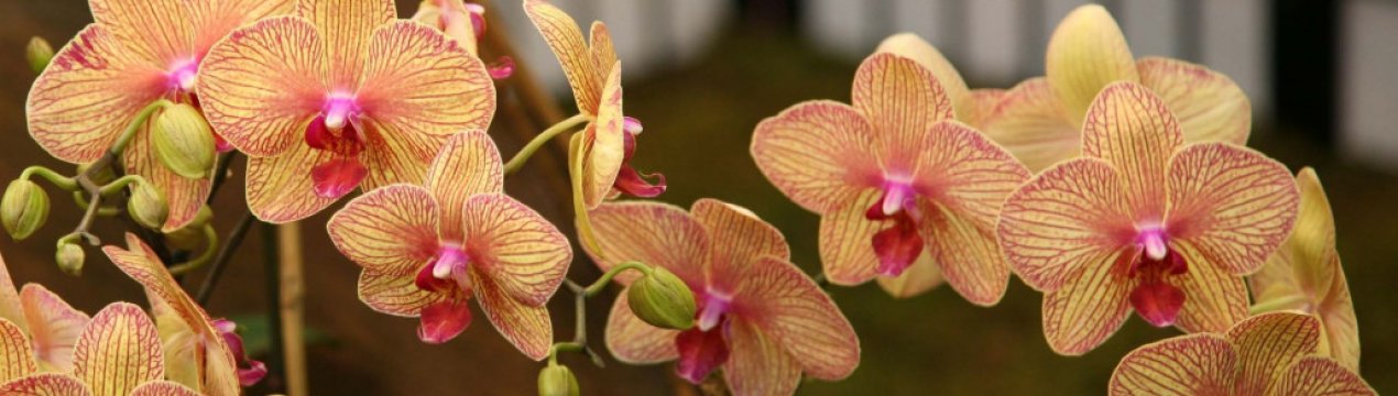 Коли і як пересаджувати орхідею фаленопсис