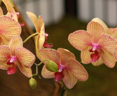 Коли і як пересаджувати орхідею фаленопсис