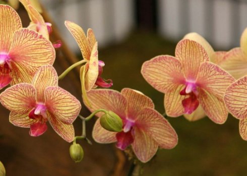 Когда и как пересаживать орхидею фаленопсис