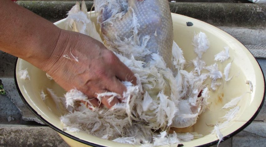 Ошпарювання Ошпарювання