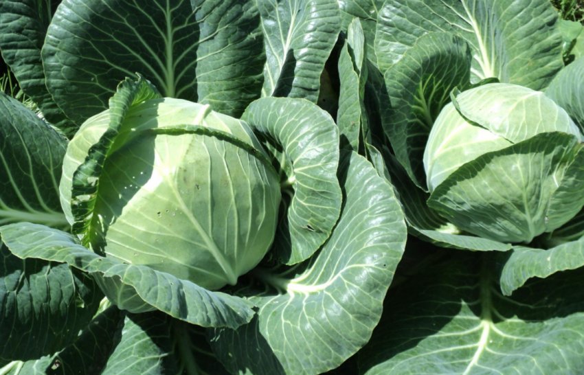 Капуста Рінда F1