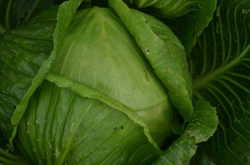 Лангендейкер Поздняя