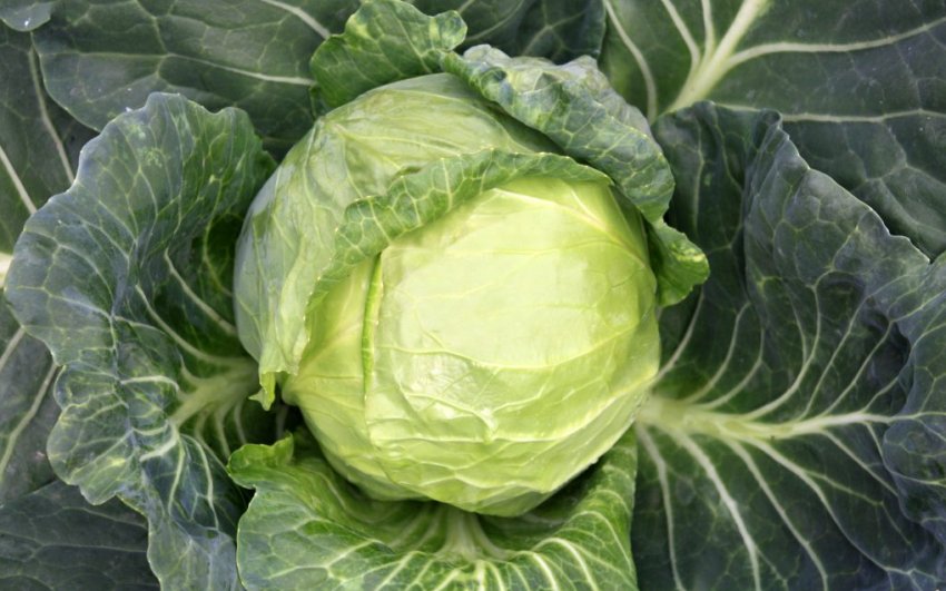 Сорт капусты Доброводская