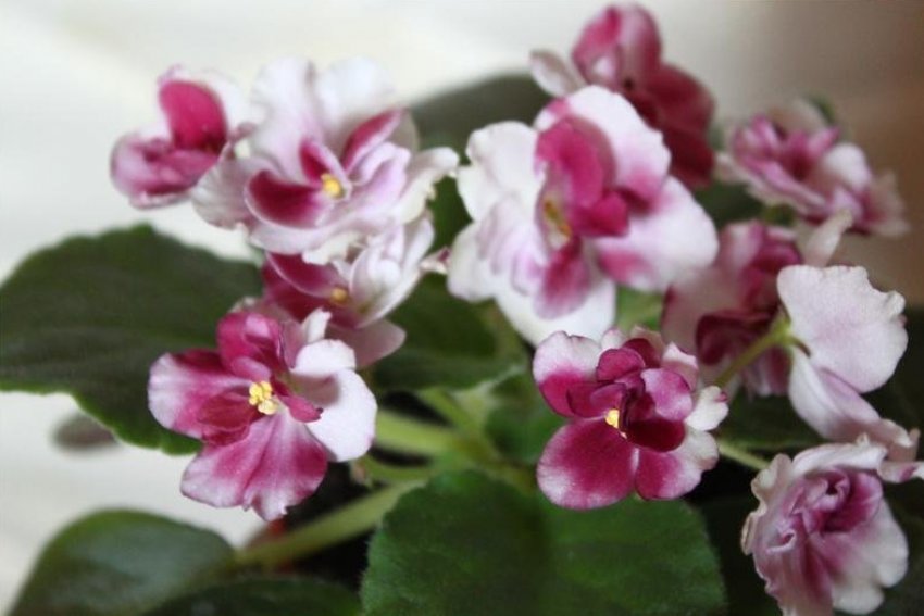 «Ямайка» «Ямайка»