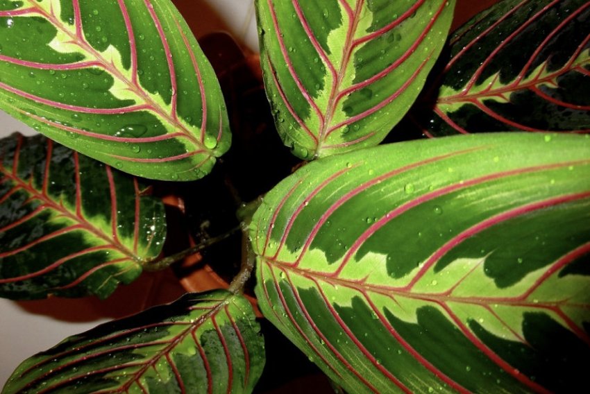 Триколірна маранта Триколірна маранта