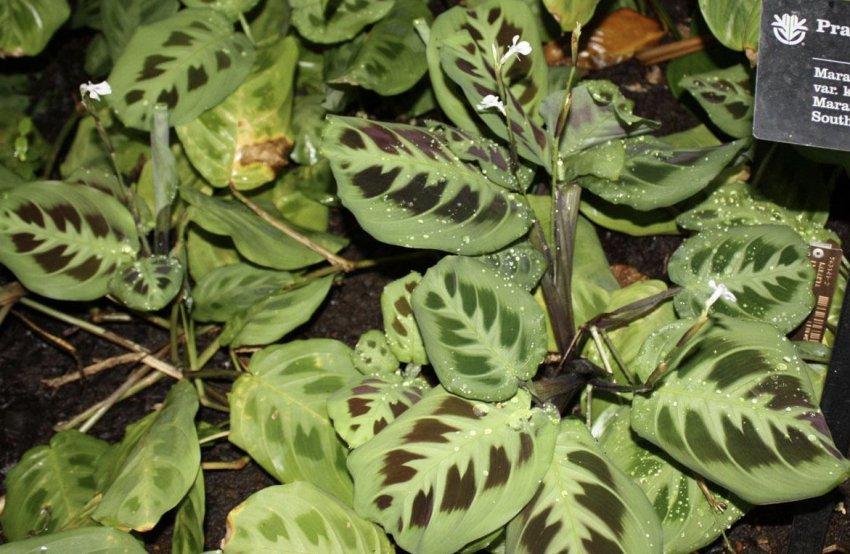 Беложильчатая маранта Беложильчатая маранта
