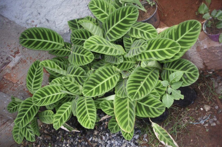 Двоколірна маранта Двоколірна маранта