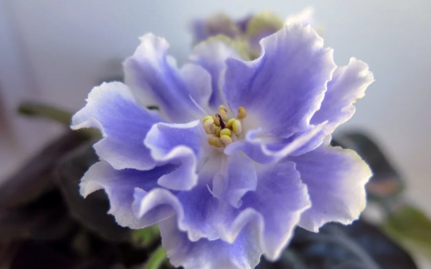 «Домініка» «Домініка»