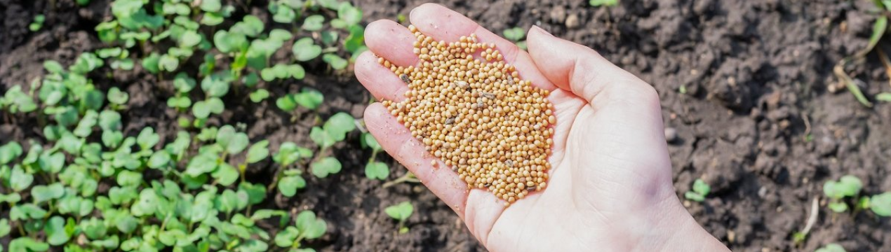 Які сидерати посіяти восени, щоб підвищити родючість ґрунту