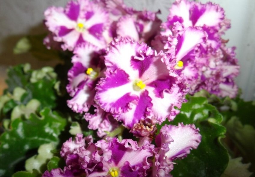 «Пуерто-Ріко» «Пуерто-Ріко»