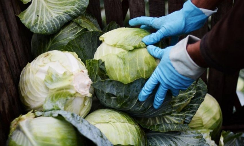 Убірка капусти Убірка капусти