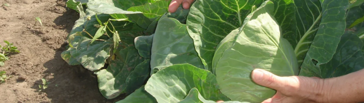 Прибирання білої капусти за Місячним календарем-2020. Благоприятні і неблагоприятні дні