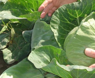 Прибирання білої капусти за Місячним календарем-2020. Благоприятні і неблагоприятні дні