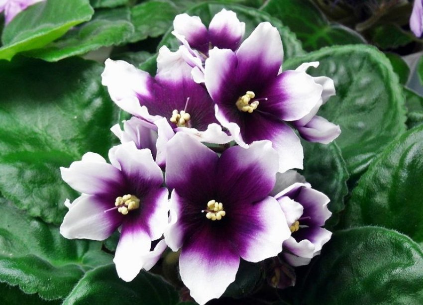 «Моя любов» «Моя любов»