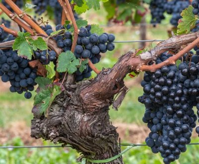 Добриво винограду деревною золою