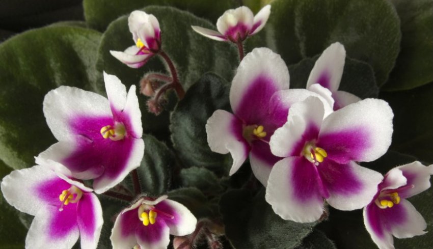 «Мій шарм» «Мій шарм»