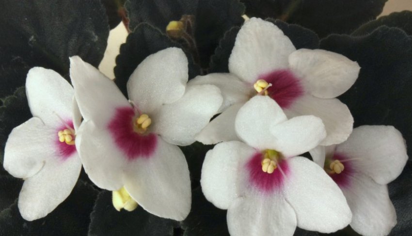 «Моє бажання» «Моє бажання»