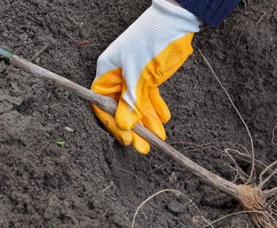 Осіння посадка винограду в Подмосков'ї