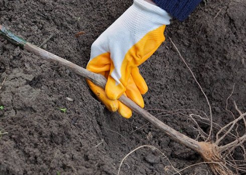 Осенняя посадка винограда в Подмосковье