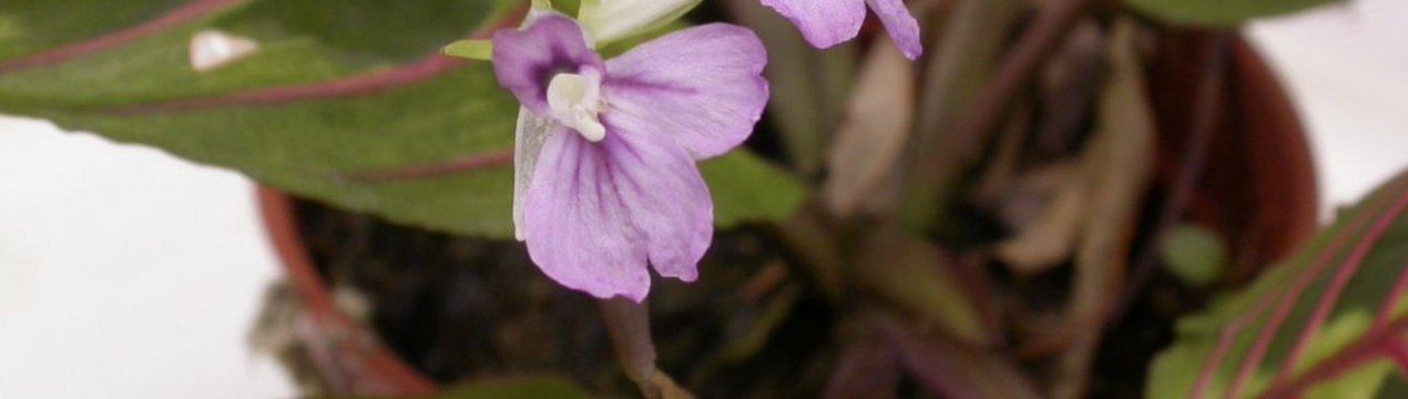 Як доглядати за марантой в домашніх умовах