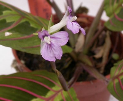 Як доглядати за марантой в домашніх умовах