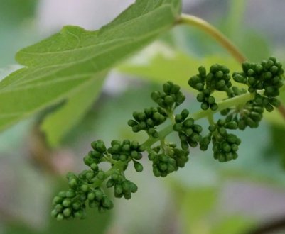 Все, що потрібно знати про догляд за виноградом на 2 рік після посадки
