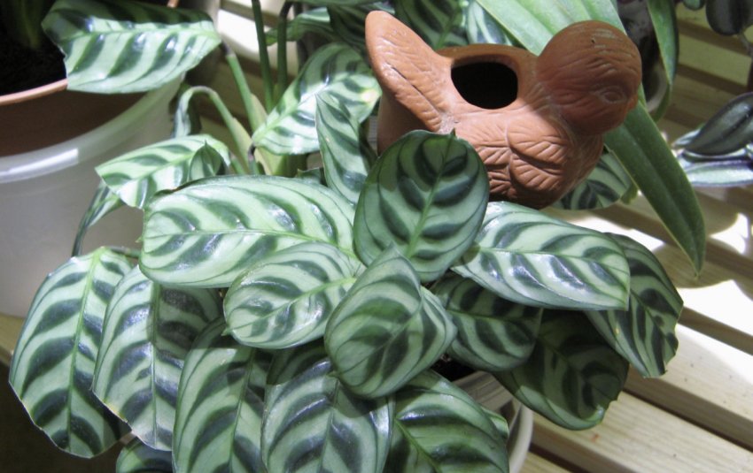 Маранта Маранта