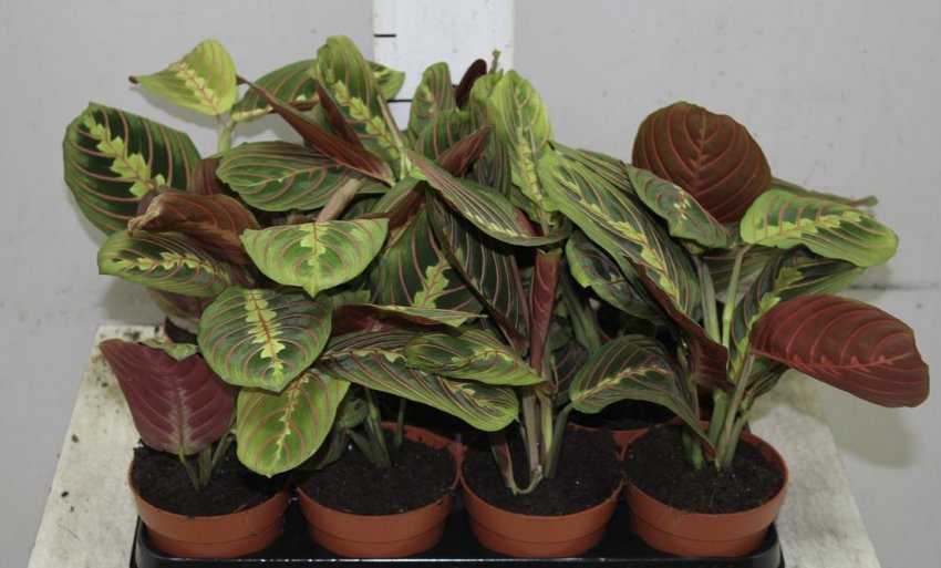 Маранта Маранта