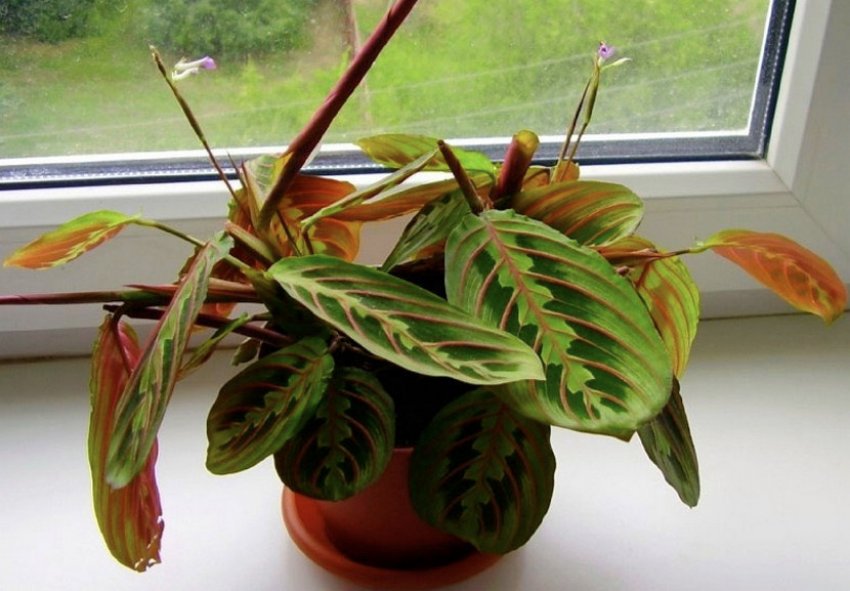 Маранта на підвіконні Маранта на підвіконні