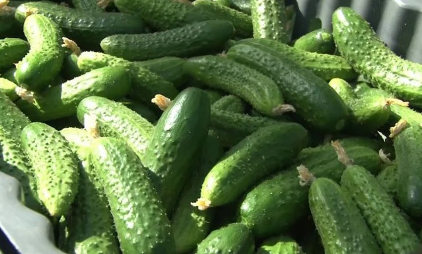 Які сорти огірків виростають без плодової гіркоти