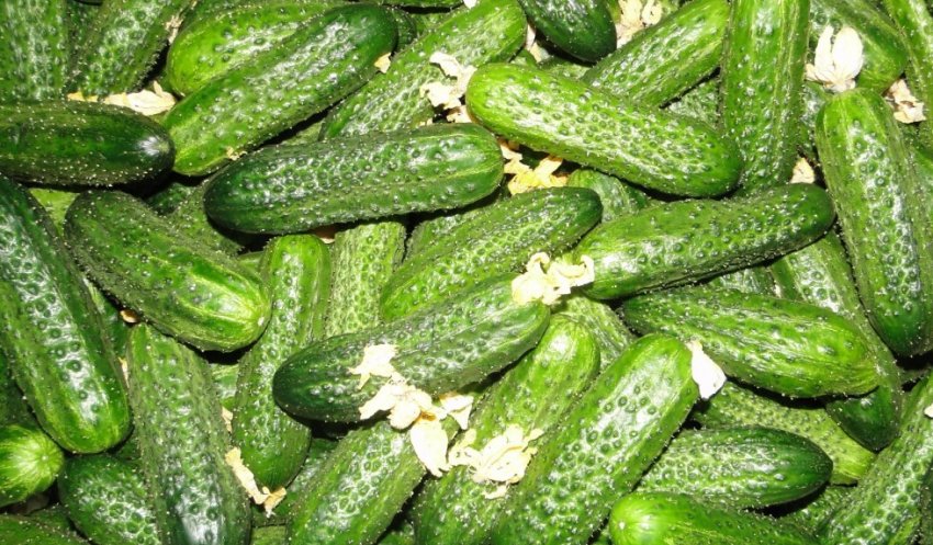 Які сорти огірків виростають без плодової гіркоти