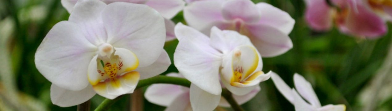 У орхідеї в'януть листя: причини та розв'язання проблеми