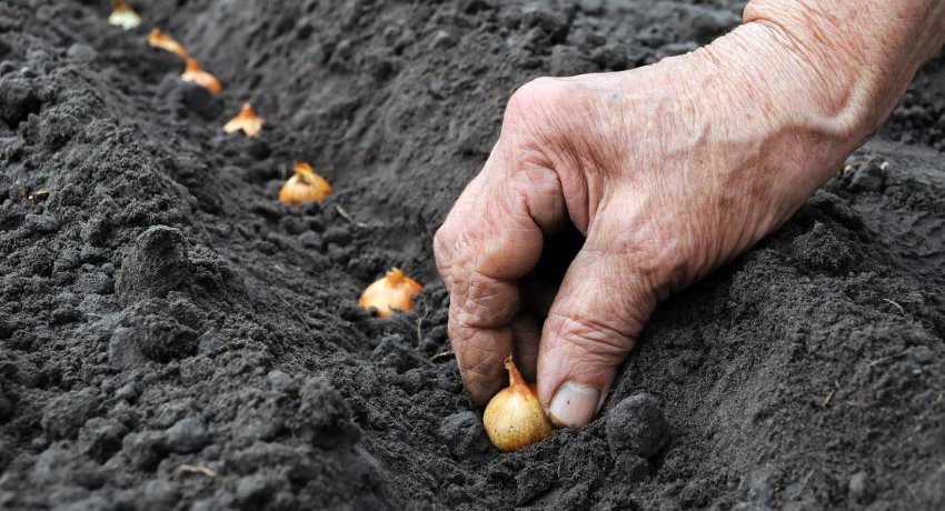 Підзимовий посів цибулі Підзимовий посів цибулі
