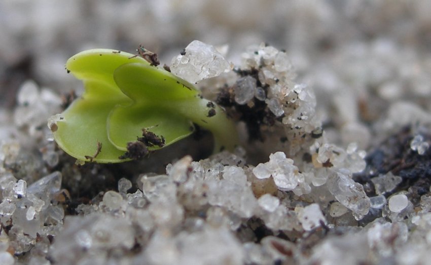 Висхідні сіянця Висхідні сіянця