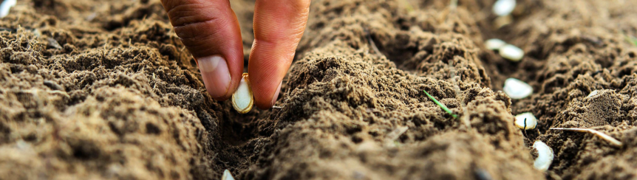 Садимо восени і сіємо на зиму: найкращі рекомендації для висадки квітів і овочів
