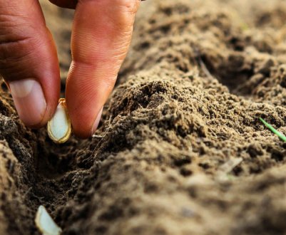 Садимо восени і сіємо на зиму: найкращі рекомендації для висадки квітів і овочів