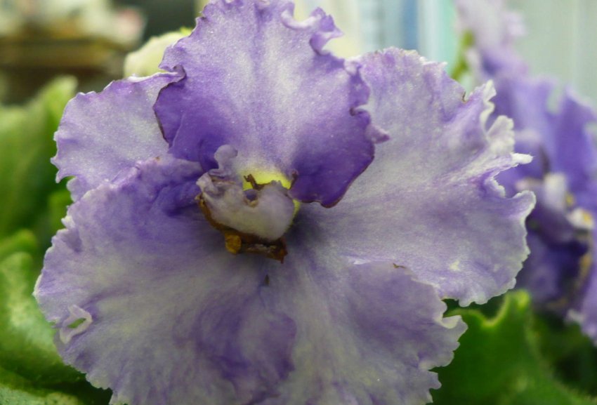 «Ірен» «Ірен»