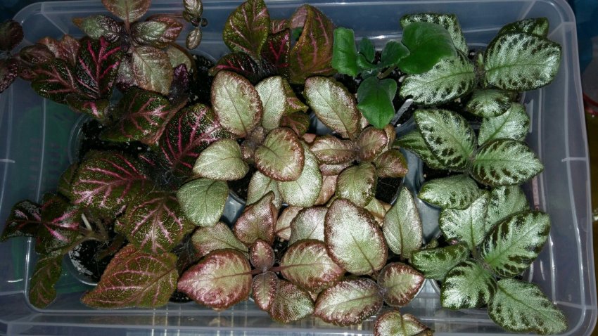 Живцювання епісції Живцювання епісції