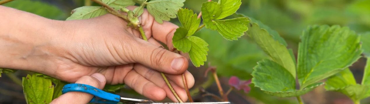 Чому не можна обрізати полуницю восени
